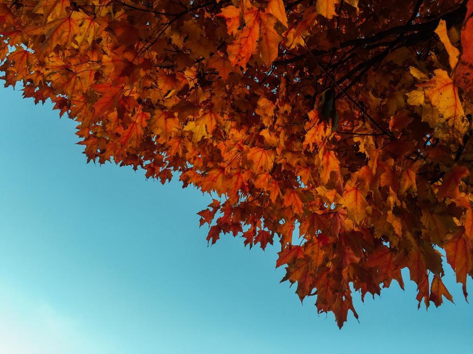 Free Image of Tree With Orange Leaves Against Blue Sky 