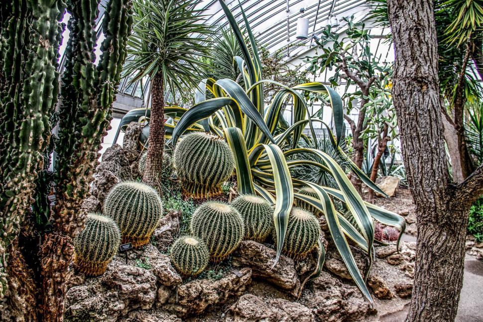 Free Image of Group of Cactus Plants in a Greenhouse 