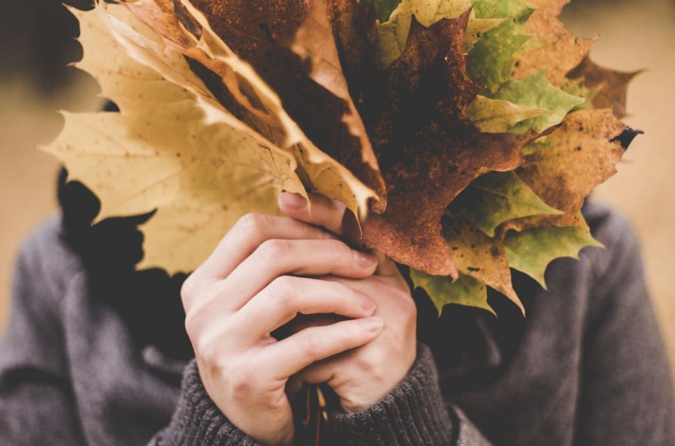 Free Image of Person Holding Bunch of Leaves 