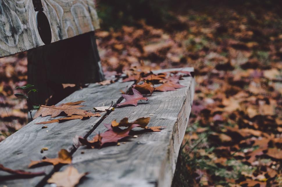 Free Image of Wooden Bench With Leaves on the Ground 