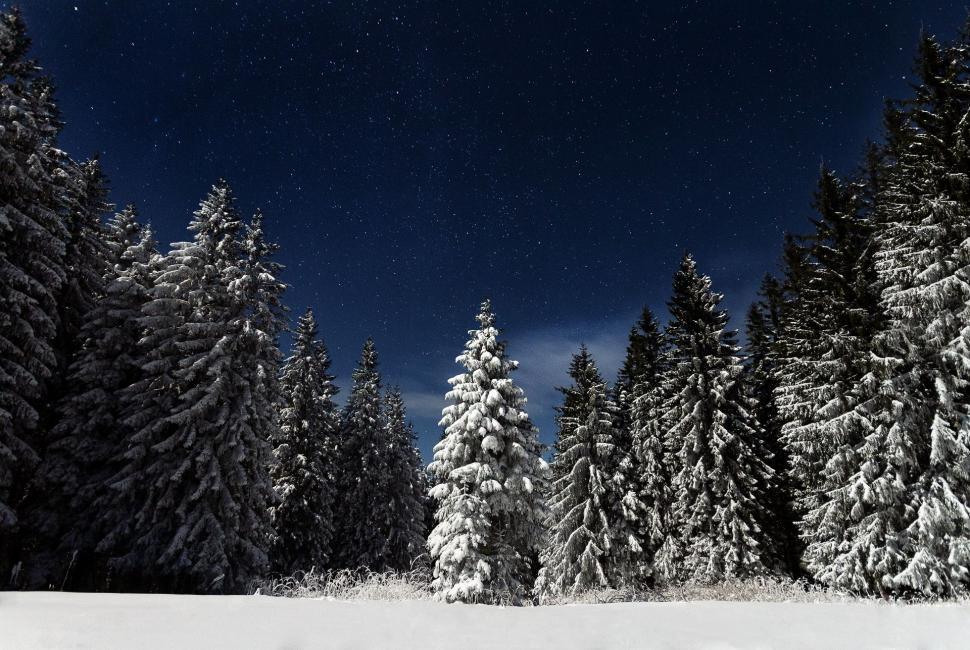 Free Image of Snow Covered Forest Under Night Sky 