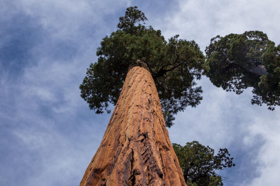 Free Image of Gazing Up at a Towering Tree in a Forest 