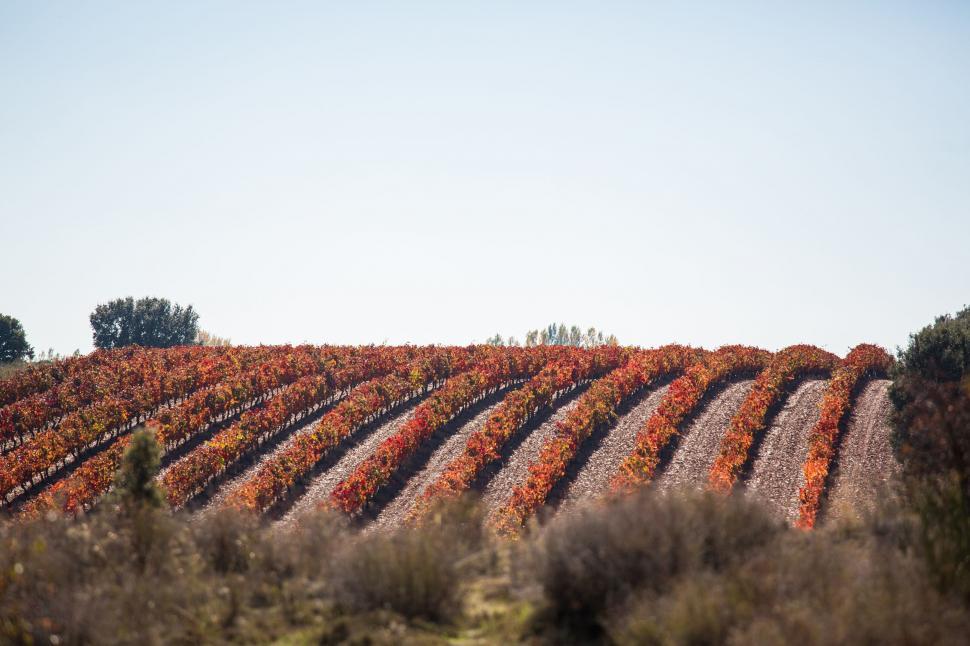 Free Image of Field of Orange Flowers With Trees in the Background 
