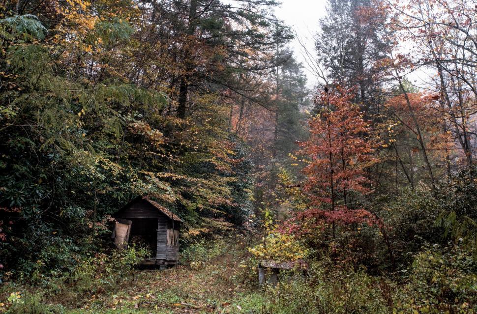 Free Image of Small Outhouse in Forest 