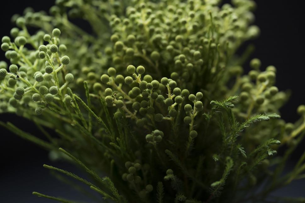 Free Image of Close Up of Green Plant on Black Background 