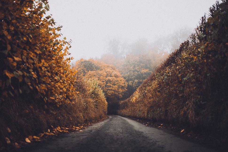 Free Image of Road Surrounded by Trees in a Forest 