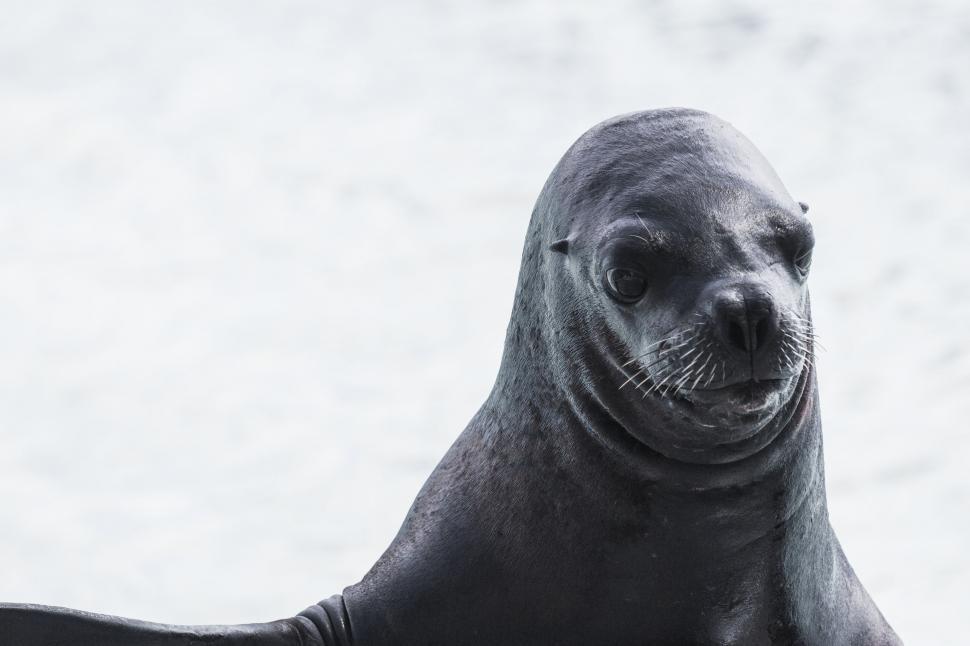 Free Image of Seal Sitting on Beach Looking at Camera 