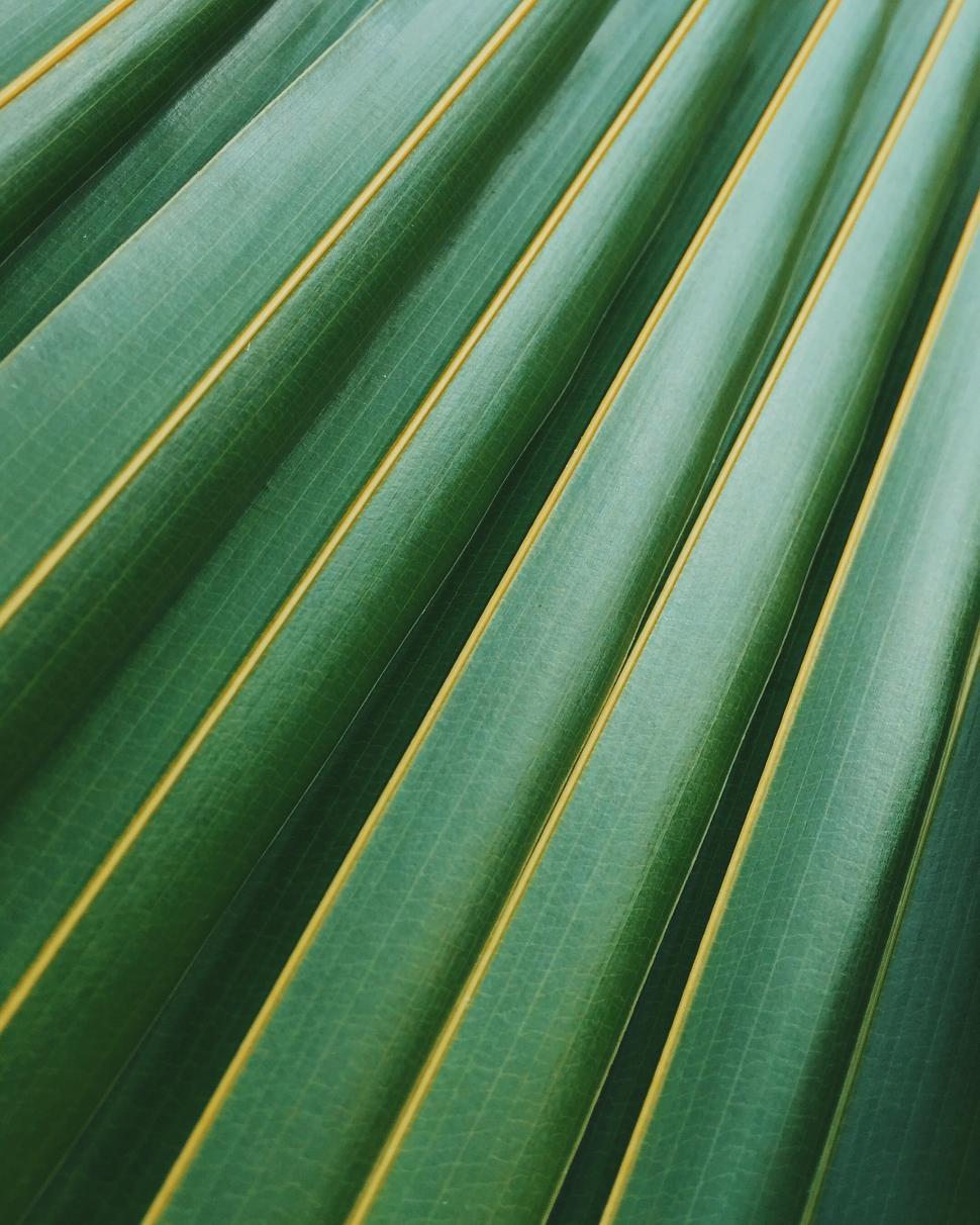 Free Image of Close Up of Green Leaf With Yellow Stripes 