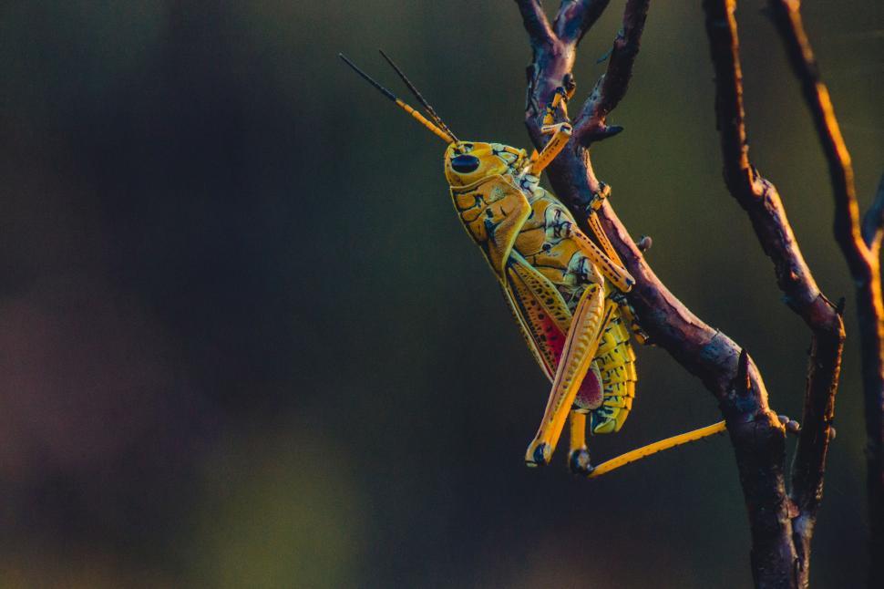 Free Image of Close Up of a Grasshopper on a Tree Branch 