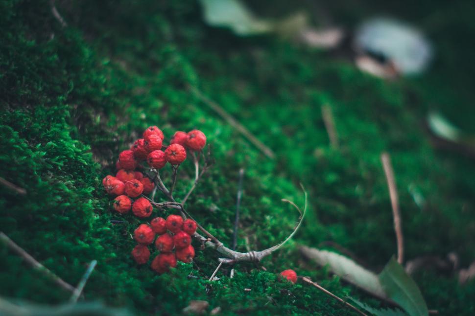 Free Image of Close Up of Plant With Red Berries 