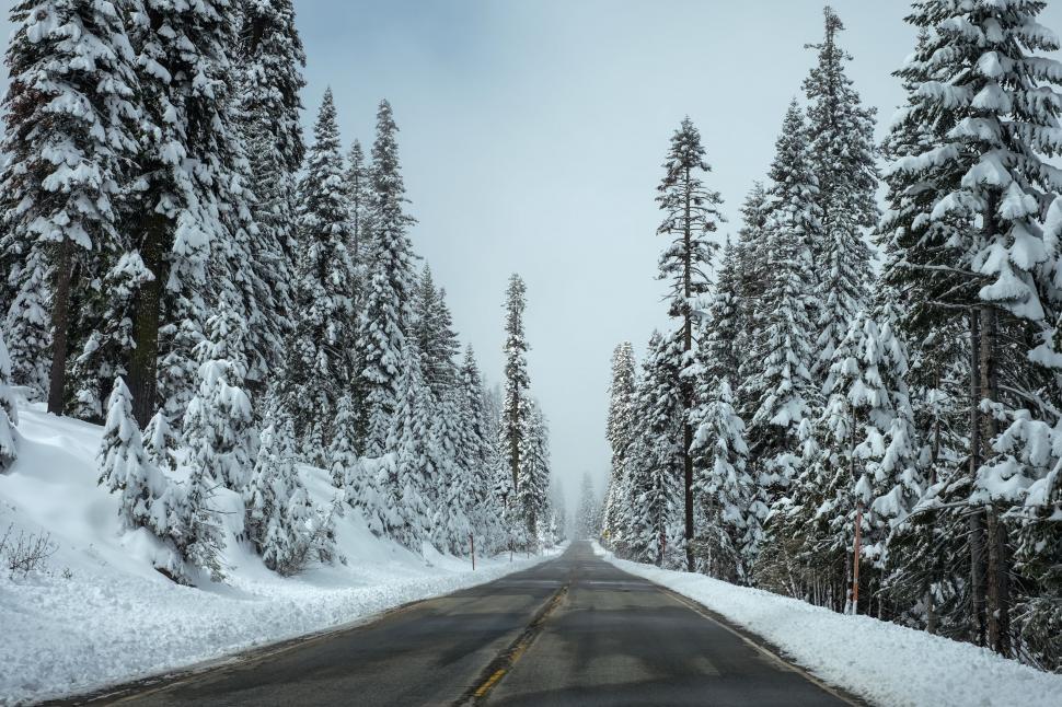Free Image of Snow Covered Road Surrounded by Tall Pine Trees 