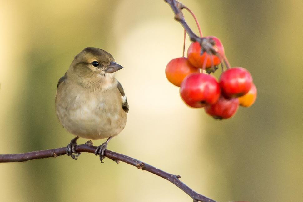 Free Image of Small Bird Perched on Branch With Berries 