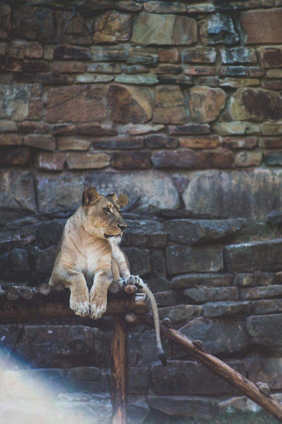 Free Image of Lion Cub Sitting on a Wooden Fence 