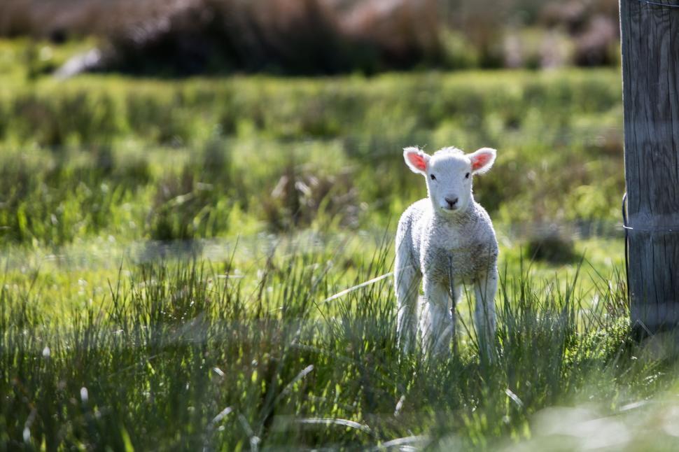 Free Image of Small Lamb Standing in Grassy Field 