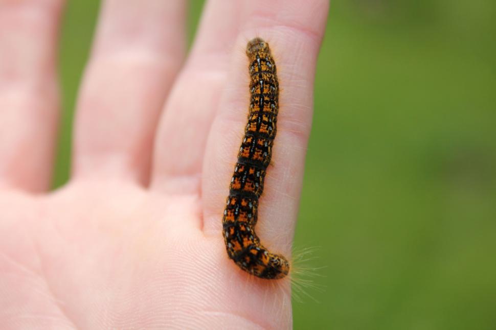 Free Image of Brown and Black Caterpillar on Hand 