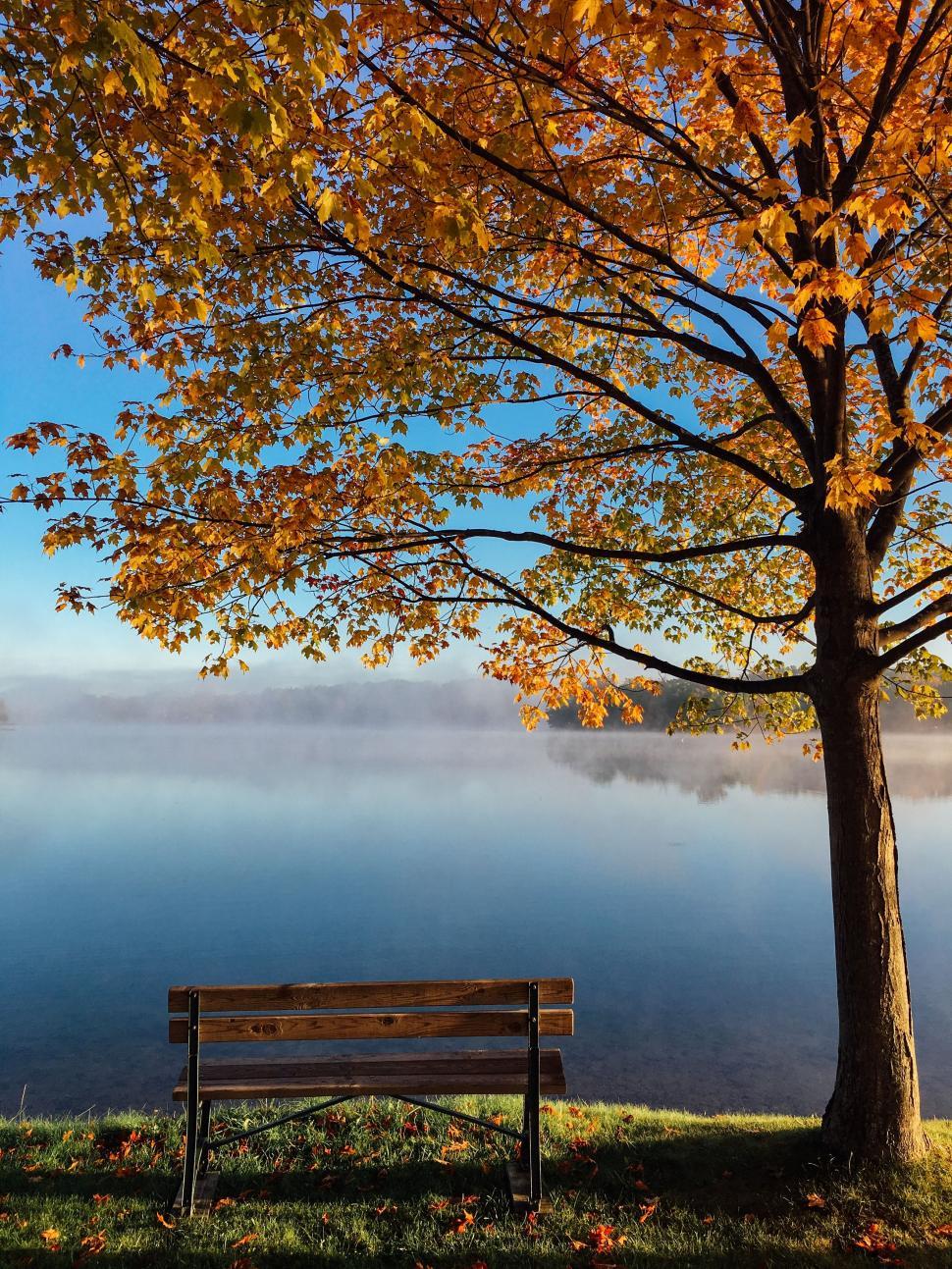 Free Image of Wooden Bench by Tree Next to Lake 