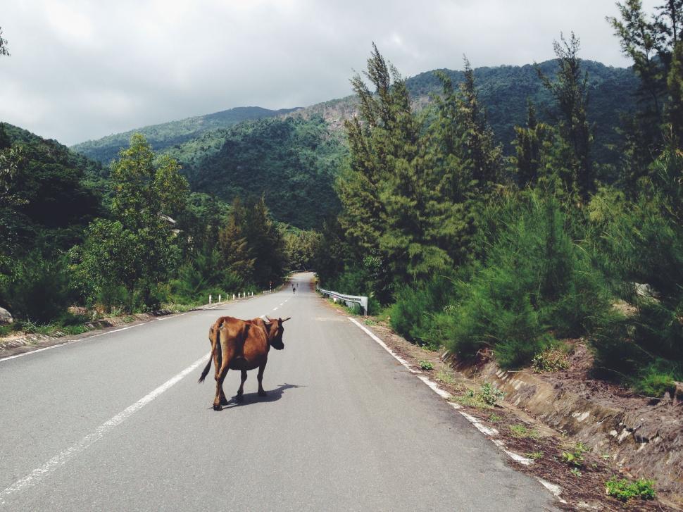 Free Image of Brown Cow Standing in Middle of Road 