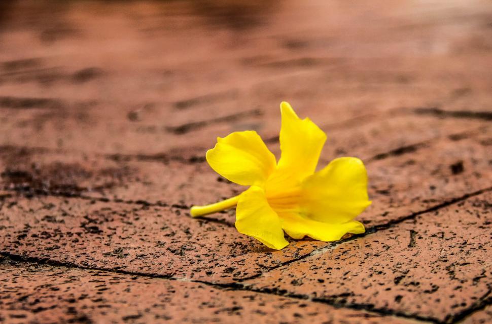 Free Image of Yellow Flower Resting on Ground 