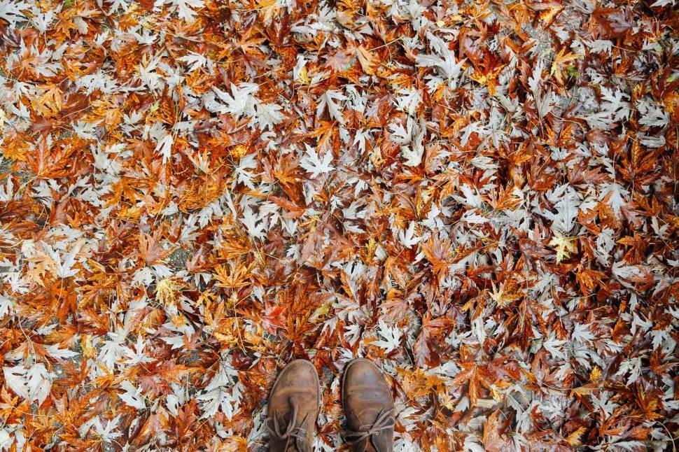 Free Image of Shoes Standing on a Carpet of Leaves 