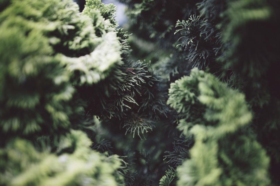 Free Image of Close Up of Pine Trees in Forest 