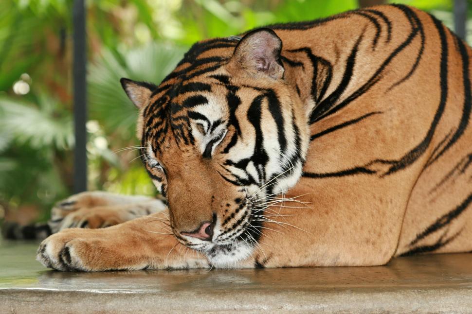 Free Image of Tiger Laying on the Ground With Head Down 