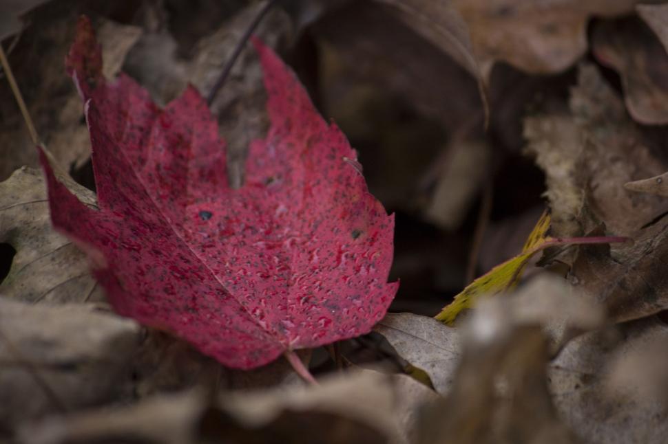 Free Image of Red Leaf Resting on Ground 