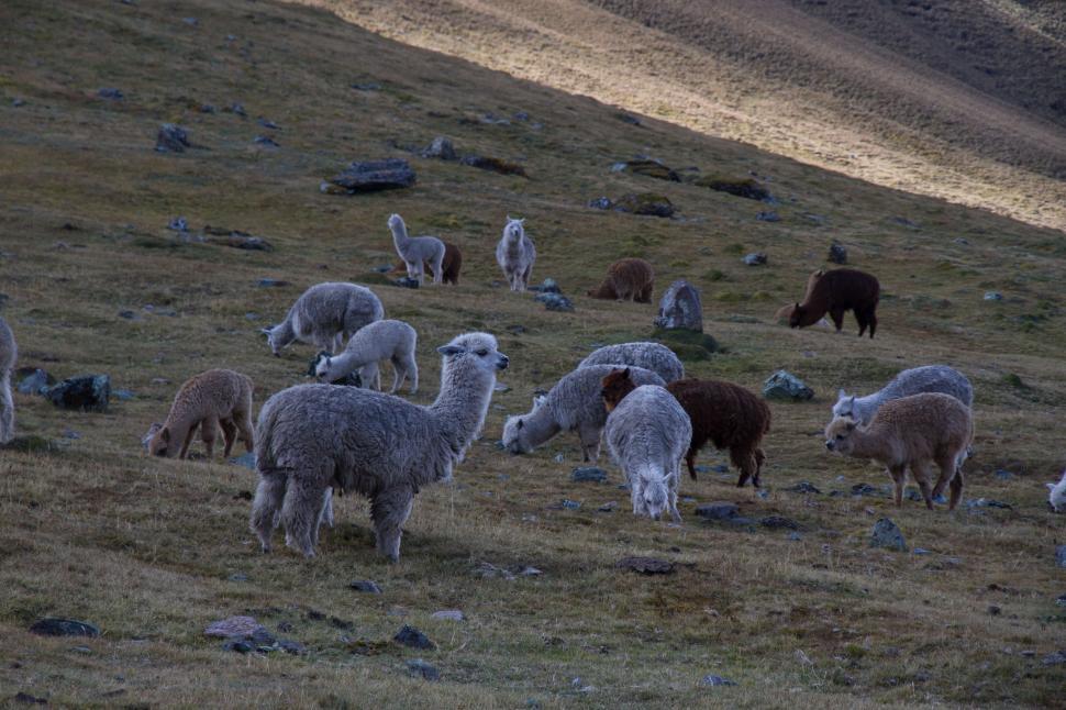 Free Image of Herd of Sheep Grazing on Grass-Covered Hillside 