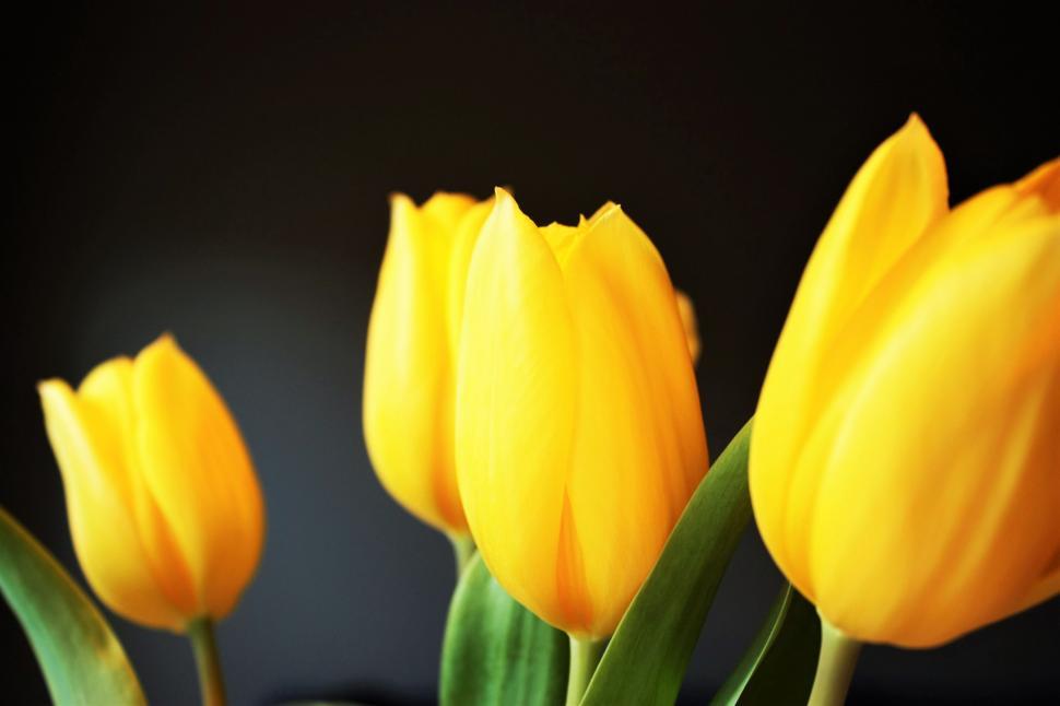 Free Image of Group of Yellow Tulips in a Vase 