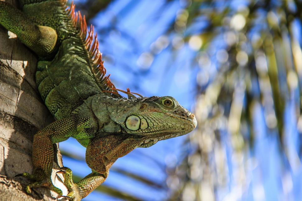 Free Image of Iguana Sitting on Palm Tree Branch 