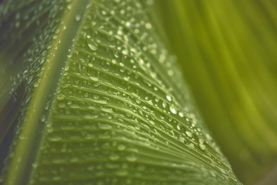 Free Image of Close Up of Green Leaf With Water Droplets 