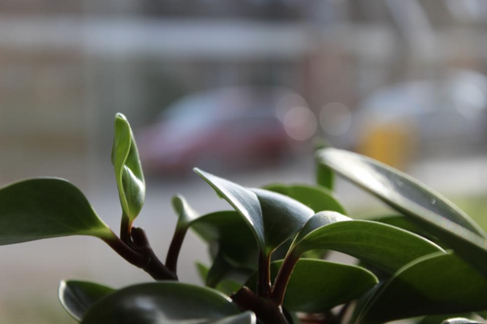 Free Image of Close Up of Plant With Blurry Background 
