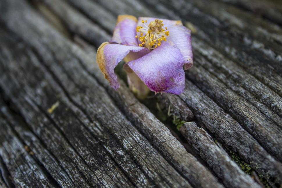 Free Image of Purple Flower on Wooden Bench 