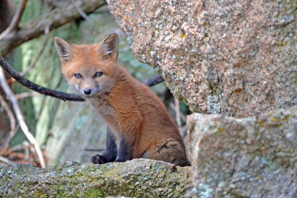 Free Image of Small Fox Sitting on Top of a Rock 