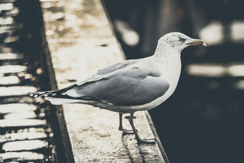 Free Image of Seagull Sitting on Bench in Sun 