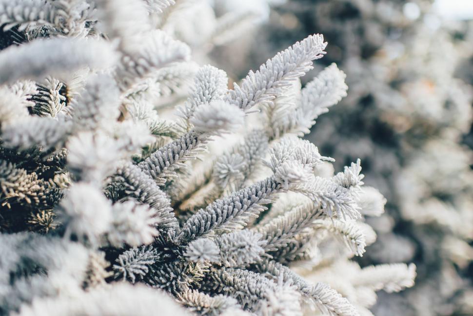 Free Image of Close Up of Snow-Covered Tree 