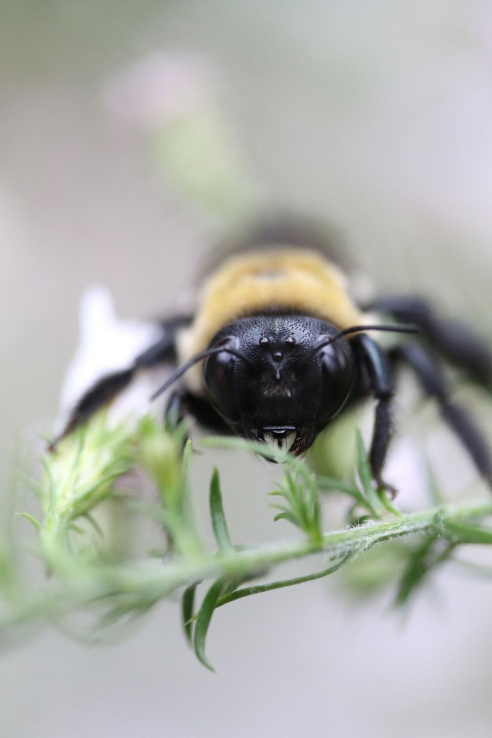 Free Image of Close Up of a Black and Yellow Insect on a Plant 