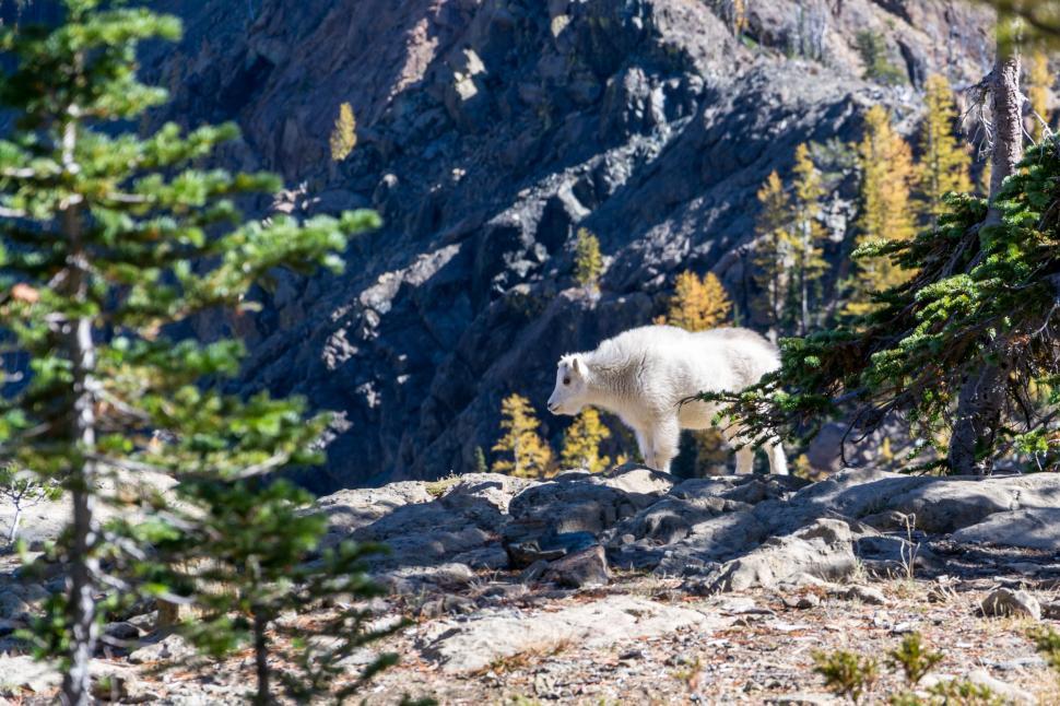 Free Image of Large White Bear Standing on Top of Mountain 