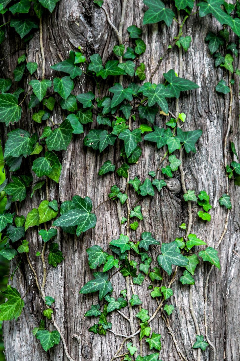 Free Image of Ivy Growing on a Tree Trunk in a Forest 