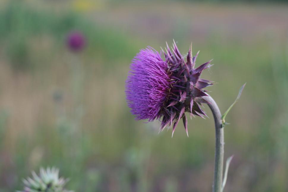 Free Image of Close Up of a Purple Flower in a Field 