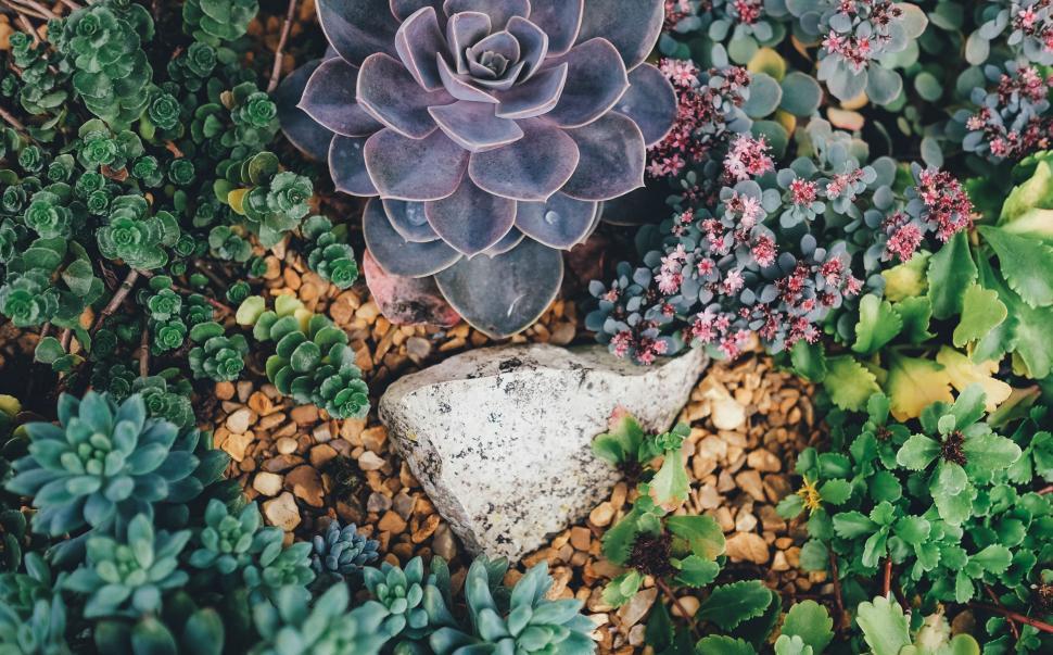 Free Image of Succulent Plant Surrounded by Garden 