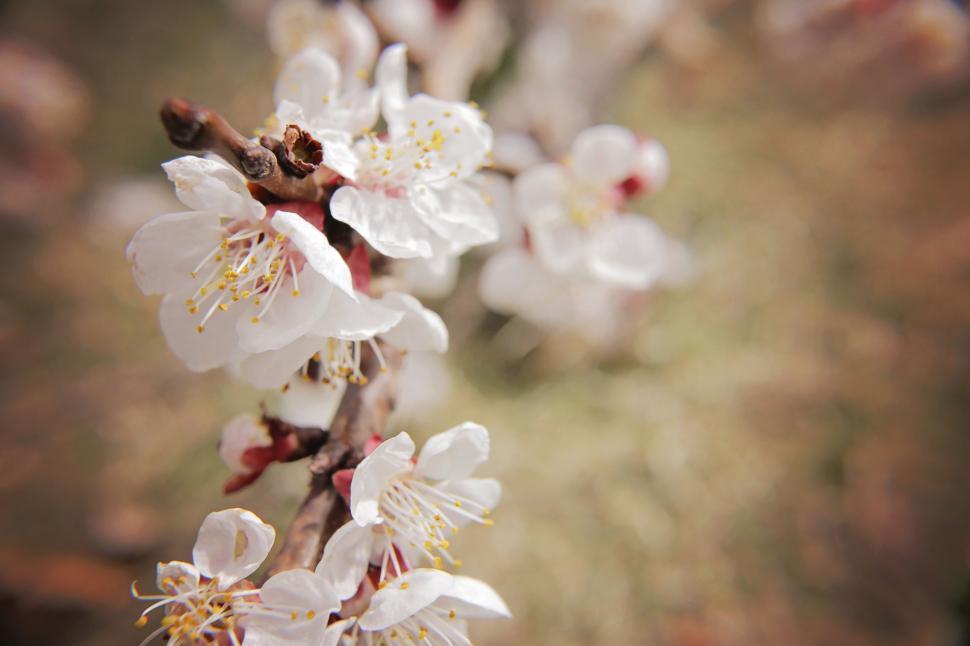 Free Image of Close Up of White Flowers on a Tree 
