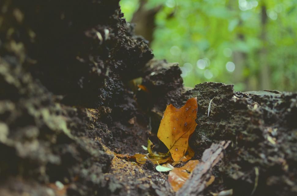 Free Image of Close Up of Tree Stump With Leaf 