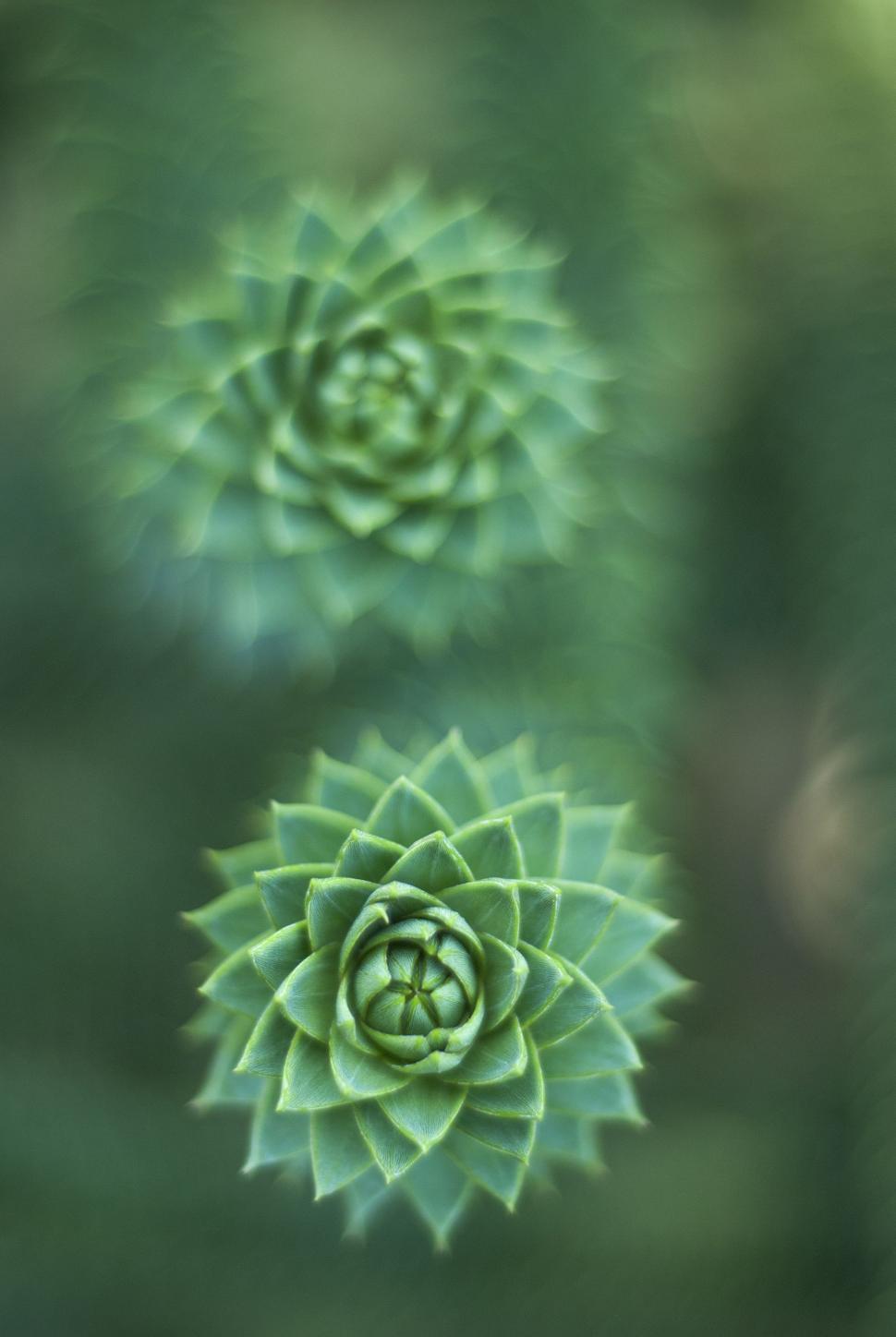 Free Image of Close Up of Plant With Blurry Background 