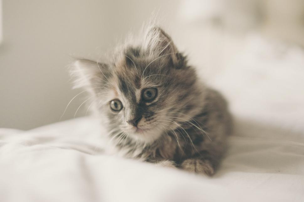 Free Image of Small Kitten Laying on Top of Bed 