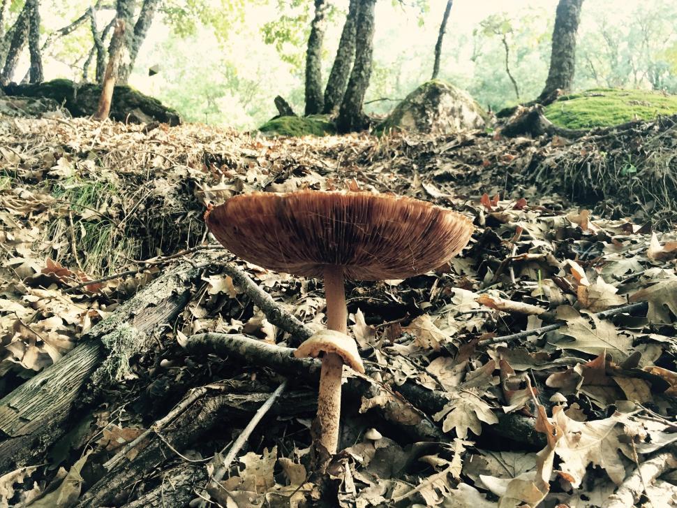 Free Image of Mushroom Perched on a Pile of Leaves 