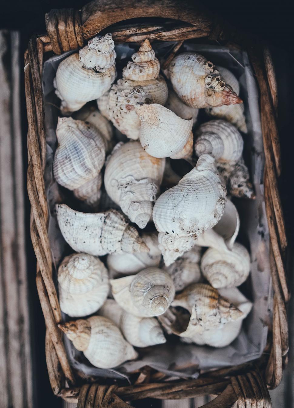 Free Image of Basket Filled With Sea Shells 