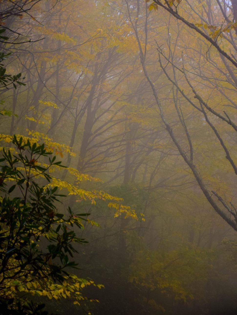 Free Image of Fog-Covered Forest With Dense Trees 