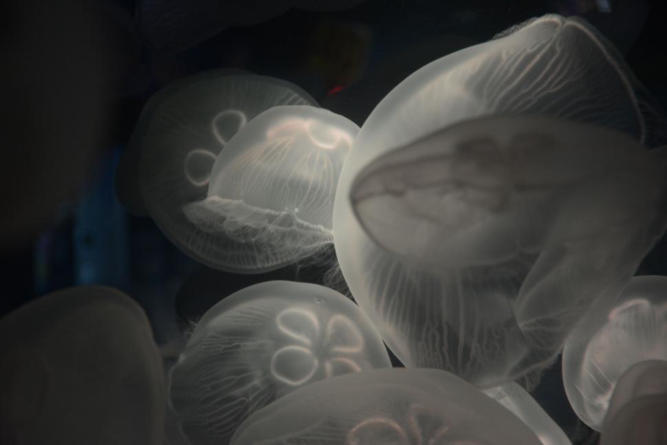 Free Image of Group of Jellyfish Swimming in Black and White 