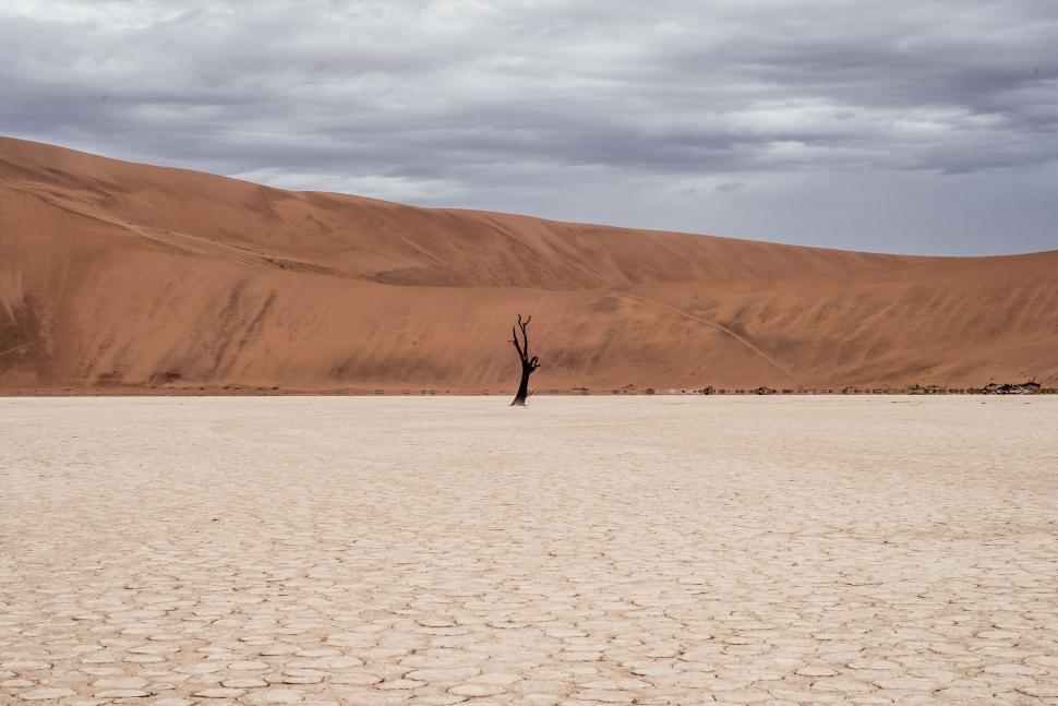 Free Image of Lone Tree Standing in Desert 