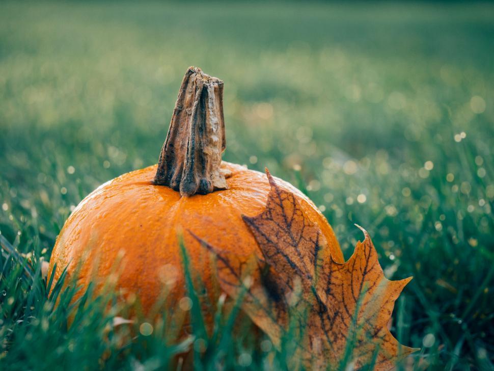 Free Image of Pumpkin and Leaf in Grass 